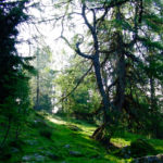 Wälder wie im Auenland © Gipfelfieber.com