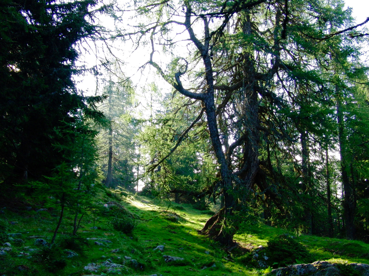 Wälder wie im Auenland © Gipfelfieber.com