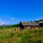 Die Premersdorfer Alm © Gipfelfieber.com