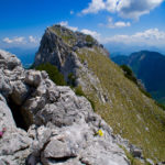 Aurikel am Grat © Gipfelfieber.com