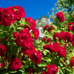 Rote Rosen am Wegesrand © Gipfelfieber.com