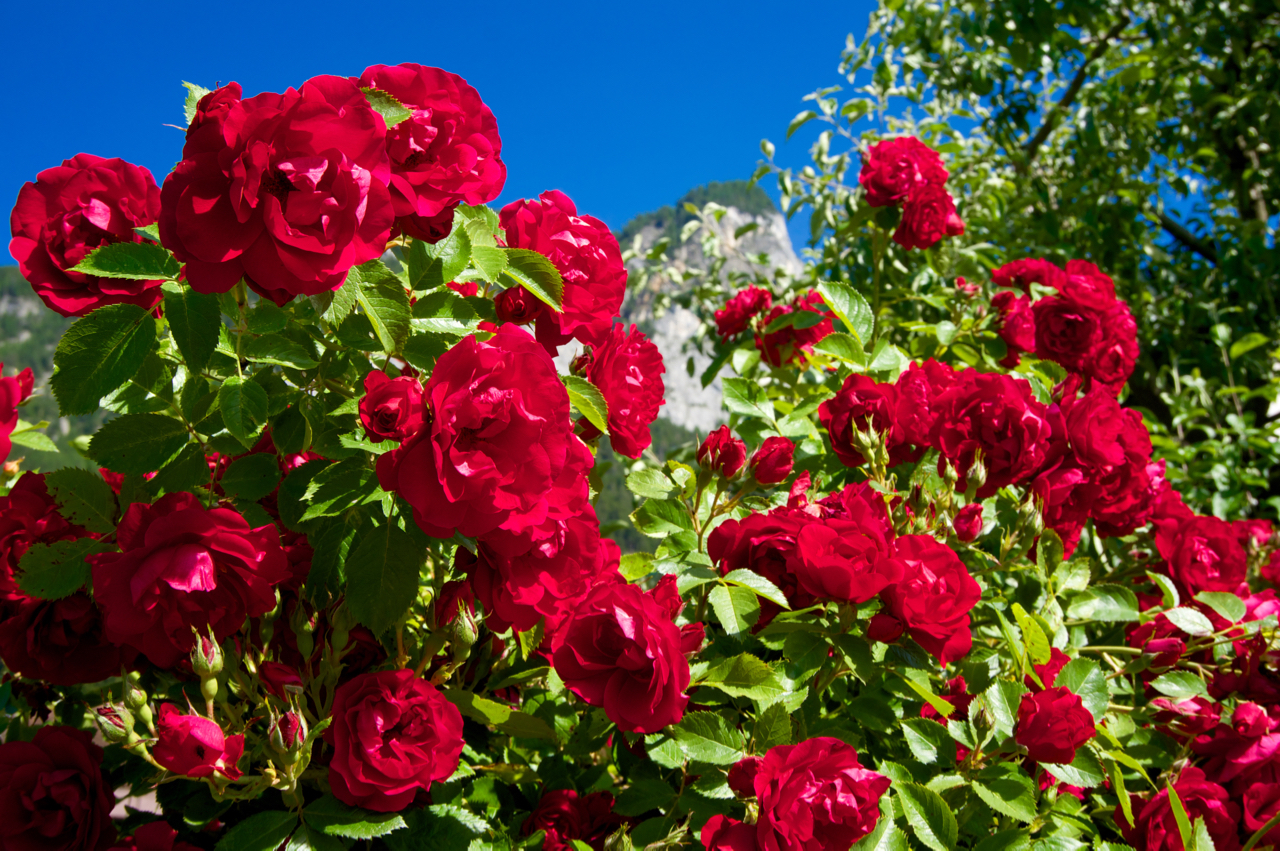 Rote Rosen am Wegesrand © Gipfelfieber.com