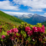 Noch mehr Alpenrosen © Gipfelfieber.com