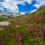 Almwiese © Gipfelfieber.com