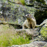 Ein Murmeltier hält Wache © Gipfelfieber.com