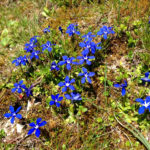 Frühlingsenzian © Gipfelfieber.com