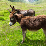 Überbleibsel aus alten Tagen? © Gipfelfieber.com