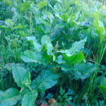 Sauerampfer © Gipfelfieber.com 