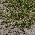 Vogelmiere © Gipfelfieber.com 