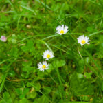 Gänseblümchen © Gipfelfieber.com 