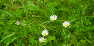 Gänseblümchen © Gipfelfieber.com