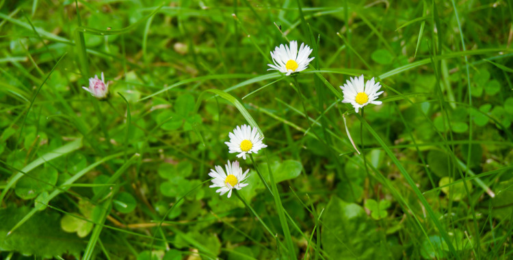 Gänseblümchen © Gipfelfieber.com 