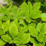 Giersch © Gipfelfieber.com 