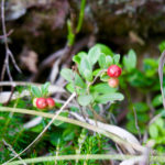 Preiselbeeren © Gipfelfieber.com