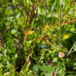 Heidelbeeren am Strauch © Gipfelfieber.com