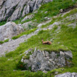 Eine Gams © Gipfelfieber.com