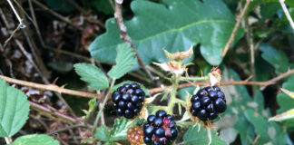 Brombeeren © Gipfelfieber.com