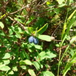 Rauschbeere © Gipfelfieber.com