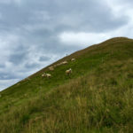 Schafe an der Bleispitze © Gipfelfieber.com