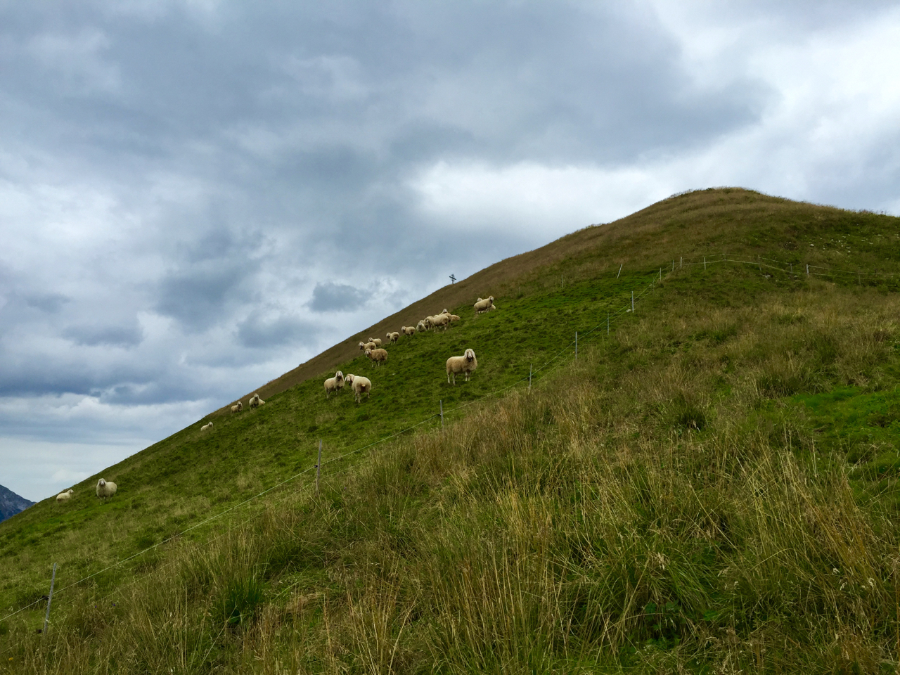 Schafe an der Bleispitze © Gipfelfieber.com