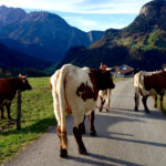 Kühe blockieren den Weg © Gipfelfieber.com