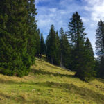 Durch den Wald © Gipfelfieber.com