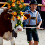 Almabtrieb am Königsee © Gipfelfieber.com