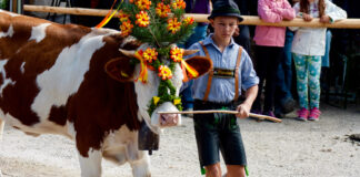 Almabtrieb am Königsee © Gipfelfieber.com