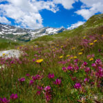 Mai: Val Loga am Splügenpass © Gipfelfieber