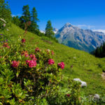 Juni: Alperschällihorn in Graubünden © Gipfelfieber