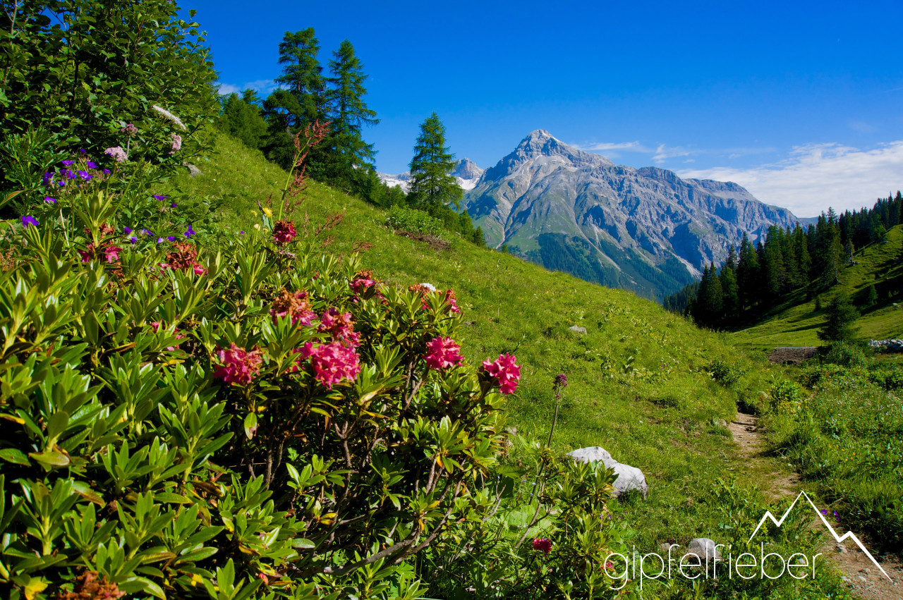 Juni: Alperschällihorn in Graubünden © Gipfelfieber