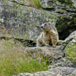 Oktober: Murmeltier an der Via Spluga © Gipfelfieber