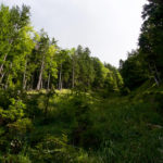 Eine Waldschneise empor © Gipfelfieber