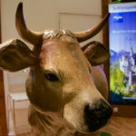 Eine Kuh darf nicht fehlen © Gipfelfieber