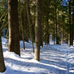 Im Wald © Gipfelfieber