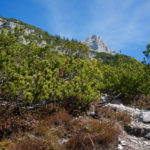 Durch Latschen... © Gipfelfieber