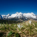 Krokusse und Leoganger Steinberge © Gipfelfieber