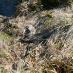 Kreuzotter © Gipfelfieber