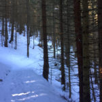 Im Wald © Gipfelfieber