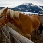 Haflinger © Gipfelfieber
