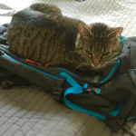 Katze mag Rucksack © Gipfelfieber