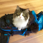 Kater steht auf Rucksack © Gipfelfieber