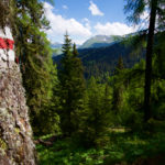 Im Wald © Gipfelfieber