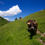 Glückliche Kühe © Gipfelfieber