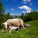 Glückliche Schafe © Gipfelfieber