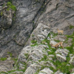 Steinbock-Geiß mit ihrem Kitz © Gipfelfieber