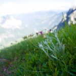 Edelweiß und Karwendel © Gipfelfieber