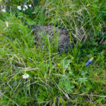 Ein Birkhuhn kauert im Gras © Gipfelfieber