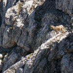 Zwei Steinböcke in der Nordwand © Gipfelfieber