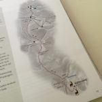 Grafiken zeigen, wo die Steinböcke zu finden sind © Gipfelfieber